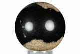 Polished Petrified Palm Wood Sphere - Indonesia #327388-1
